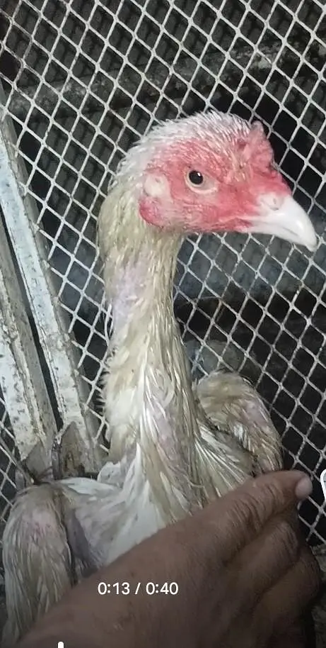 Asli heera hen — photo 2