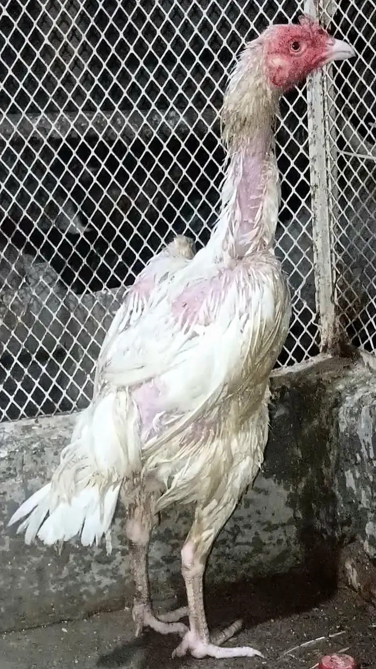 Asli heera hen — photo 3