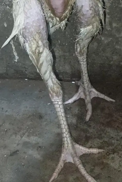 Asli heera hen — photo 4