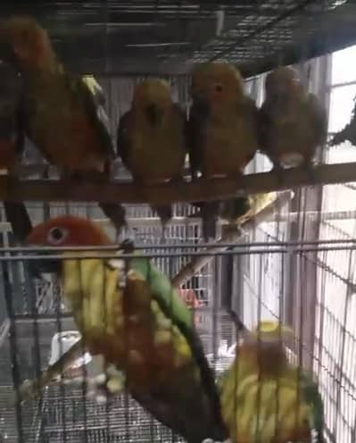 sunconures 6 months pathay for sale