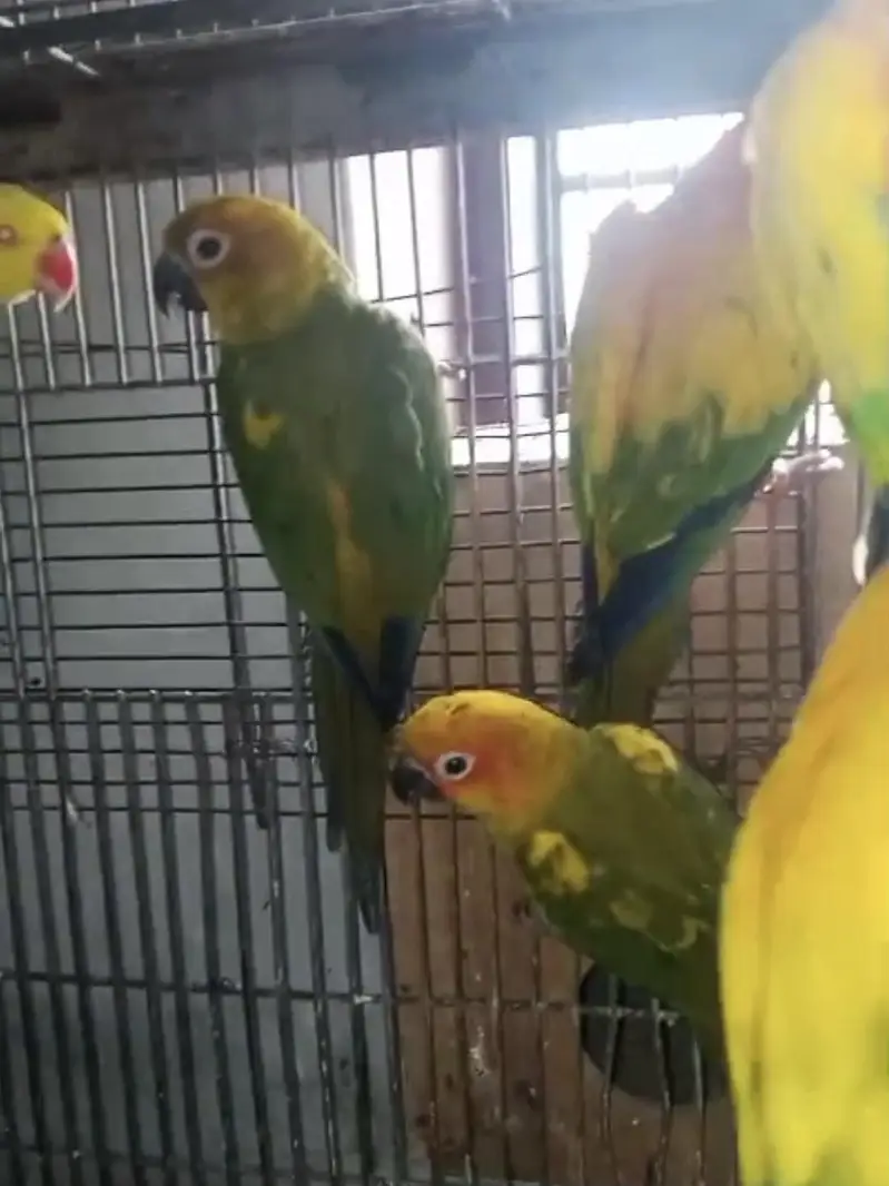 sunconures 6 months pathay for sale — photo 6
