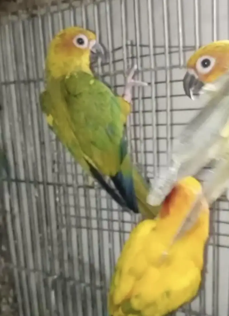 sunconures 6 months pathay for sale — photo 7