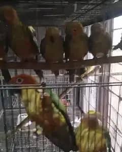 sunconures 6 months pathay for sale