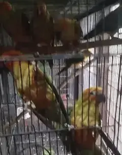 sunconures 6 months pathay for sale — photo 2