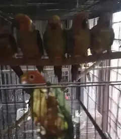 sunconures 6 months pathay for sale — photo 3