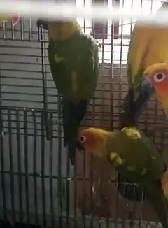 sunconures 6 months pathay for sale — photo 4
