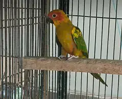 sunconures 6 months pathay for sale — photo 5