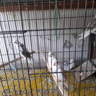 white face young cockateils