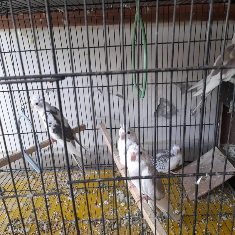 white face young cockateils