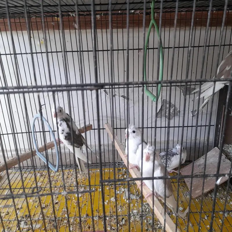 white face young cockateils — photo 2
