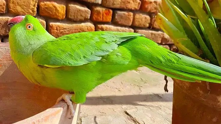 HAND TAME BREEDER AND MOOD TALKATIVE FEMALE — photo 2