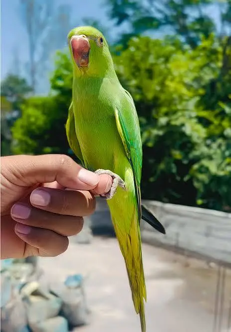 HAND TAME BREEDER AND MOOD TALKATIVE FEMALE — photo 4