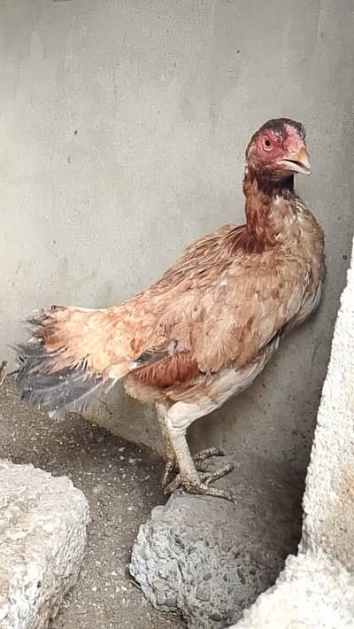 Zero Size Females Available