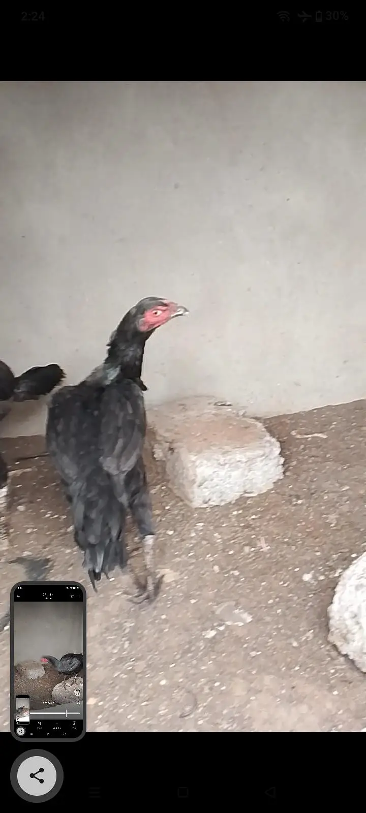 Zero Size Females Available — photo 2