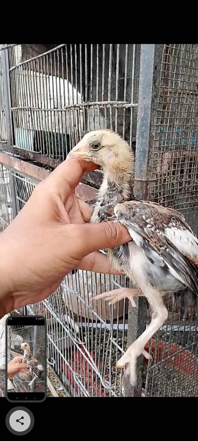 Aseel Chick Available