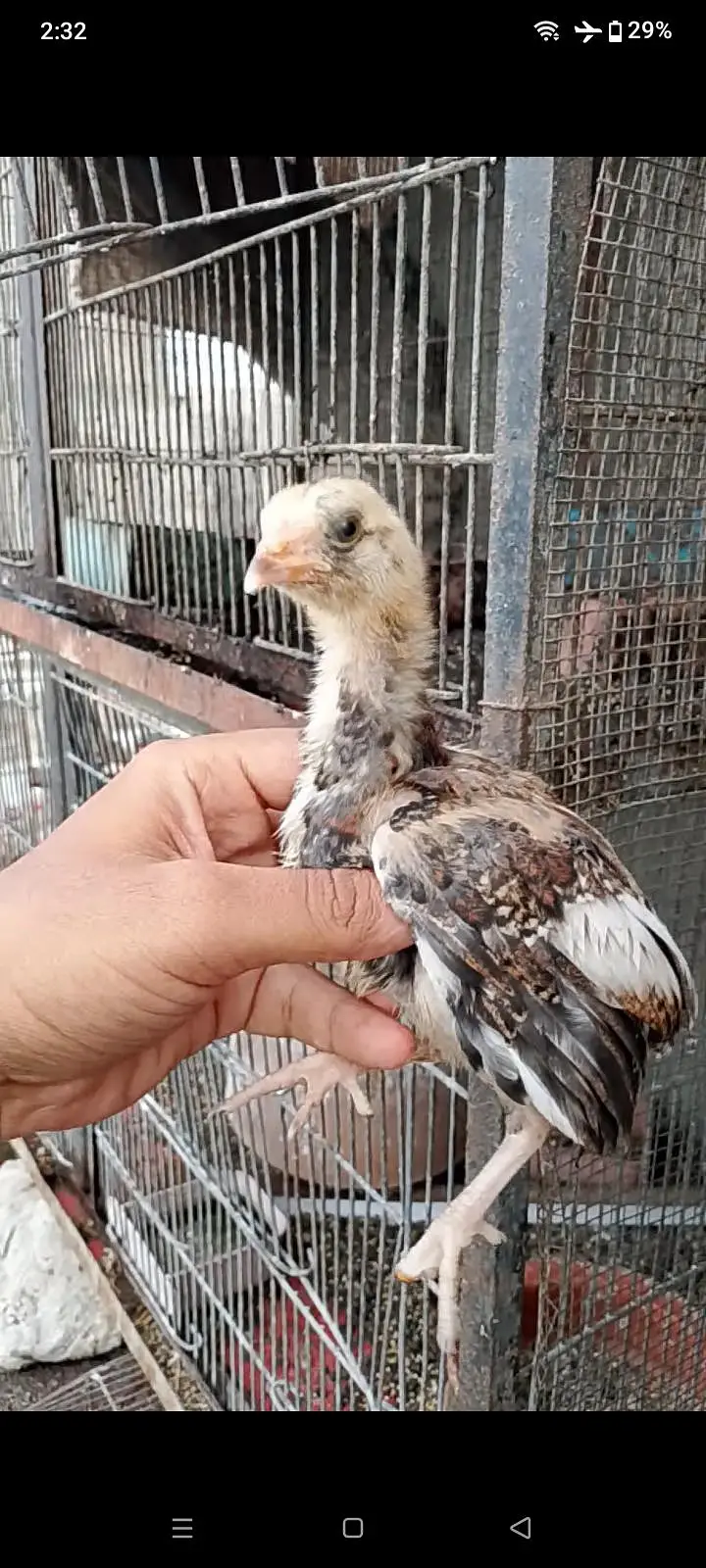 Aseel Chick Available — photo 2