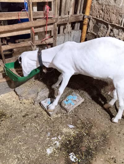 Bakri For Sale With 2 Kids