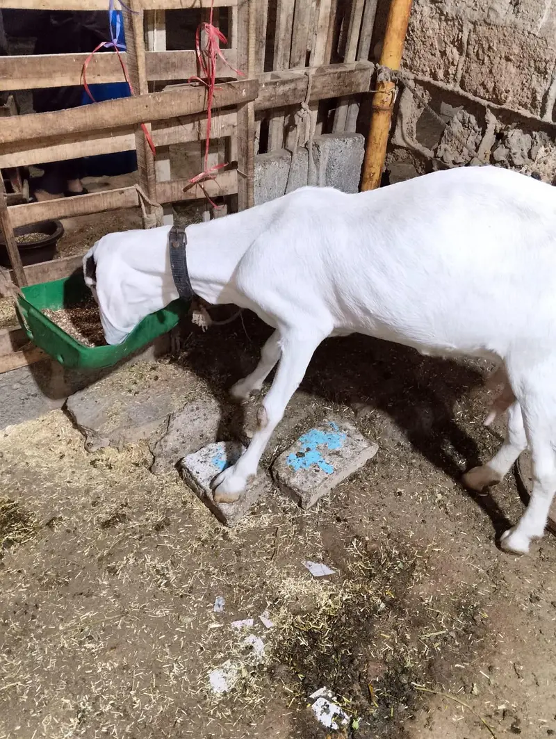 Bakri For Sale With 2 Kids