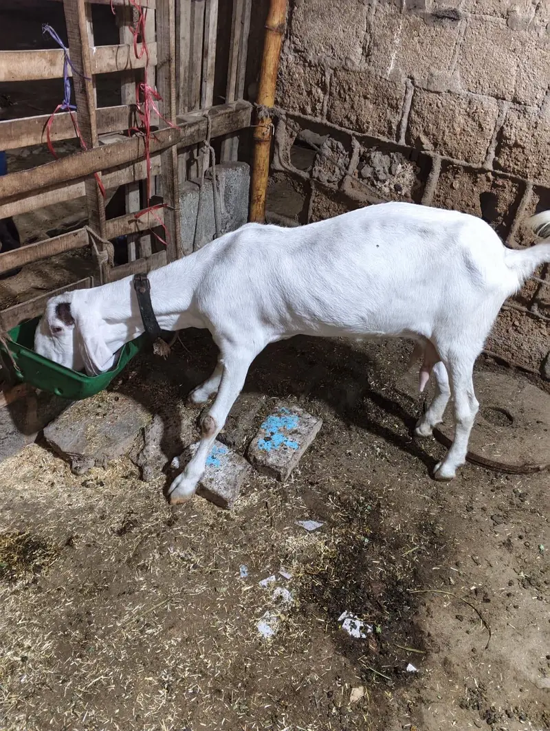 Bakri For Sale With 2 Kids — photo 2
