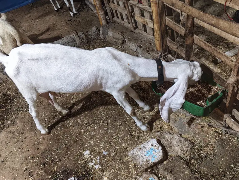 Bakri For Sale With 2 Kids — photo 3