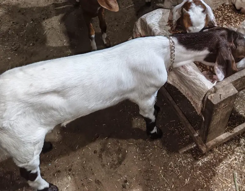 Bakri For Sale With 2 Kids — photo 4