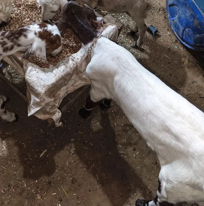 Bakri For Sale With 2 Kids — photo 5