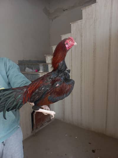 Aseel Home Breed Birds
