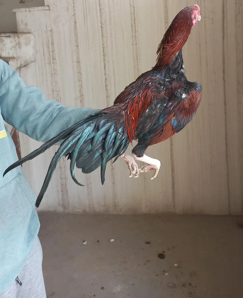 Aseel Home Breed Birds — photo 2
