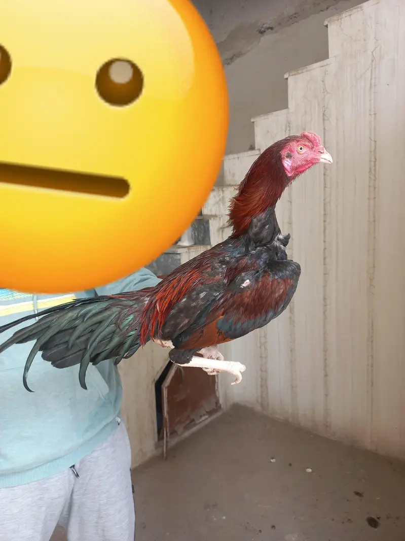 Aseel Home Breed Birds — photo 3