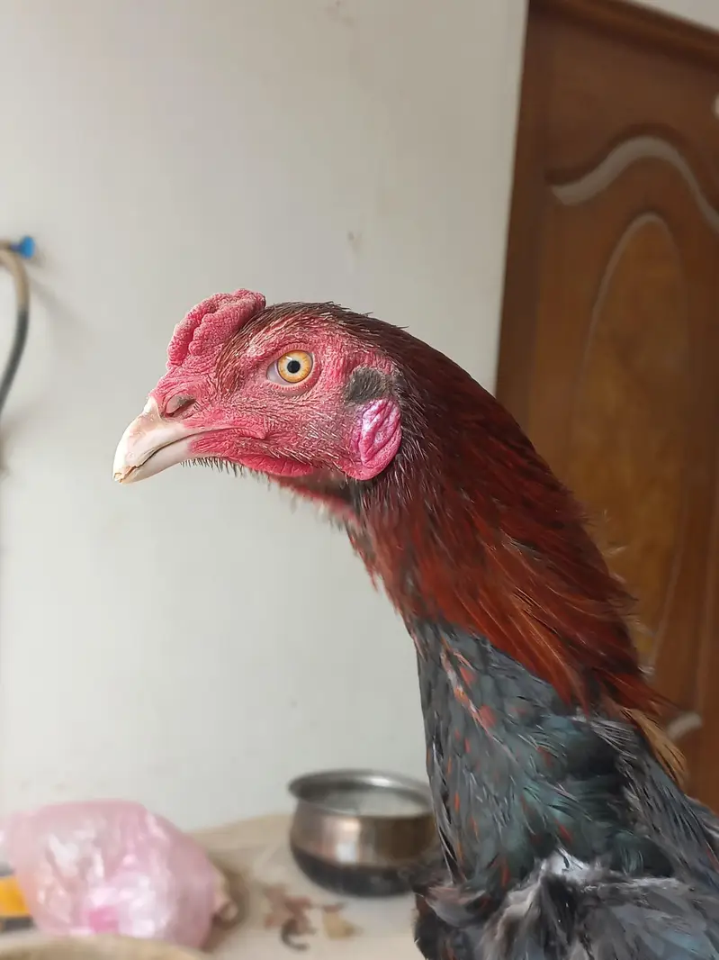 Aseel Home Breed Birds — photo 4