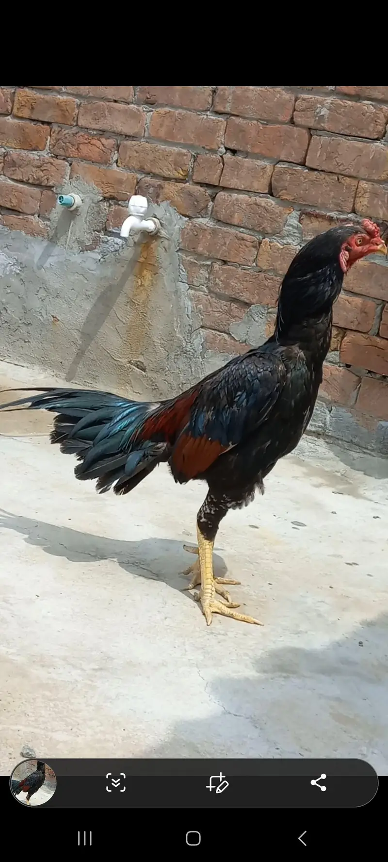Aseel Home Breed Birds — photo 5