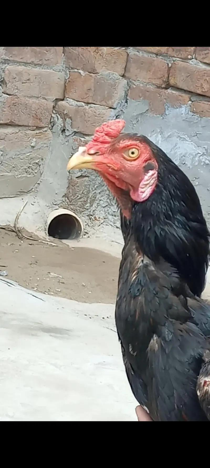 Aseel Home Breed Birds — photo 6