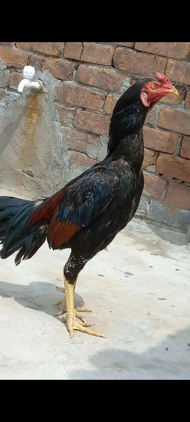 Aseel Home Breed Birds — photo 7