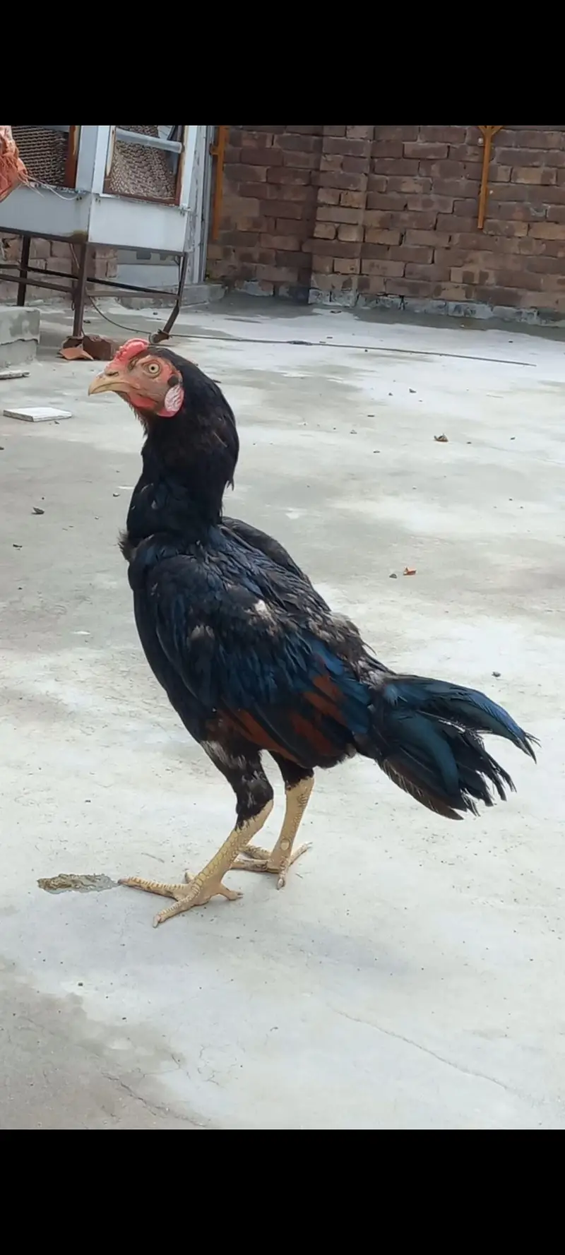 Aseel Home Breed Birds — photo 8