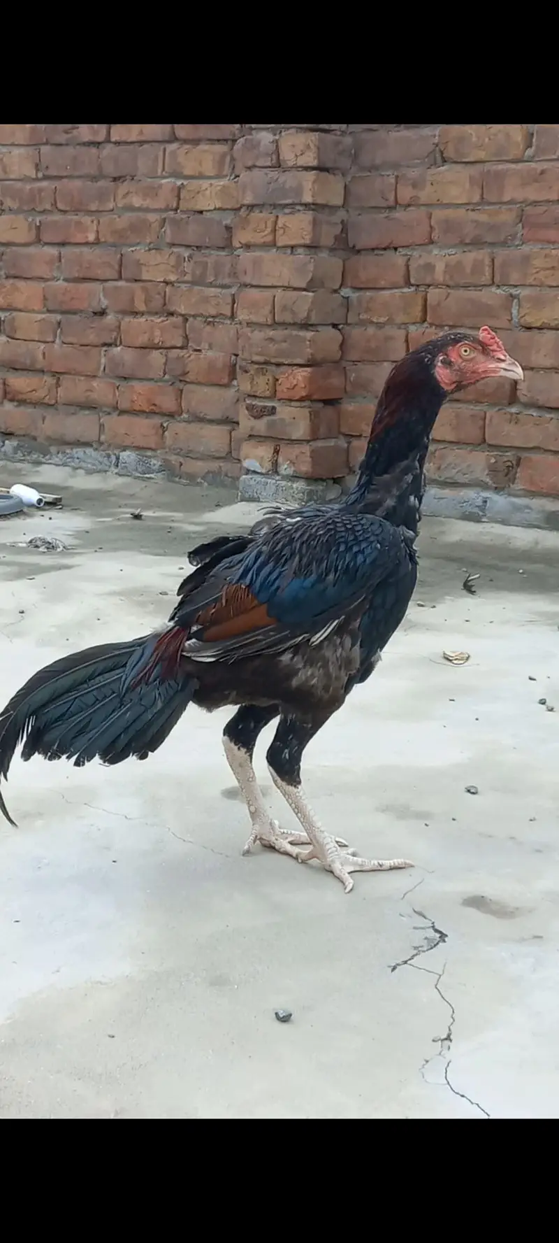 Aseel Home Breed Birds — photo 9