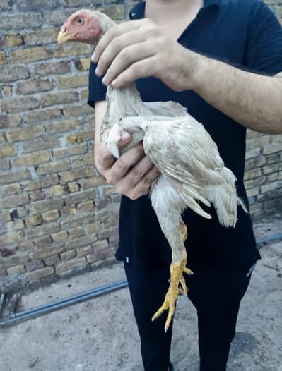 Pure Shamo Chicks Available