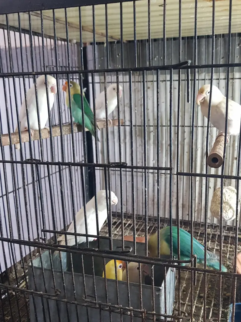Albino red eye or black eye — photo 7