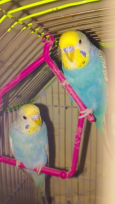 Australian parooot  one pair and 6baby . . . URGENT SALE