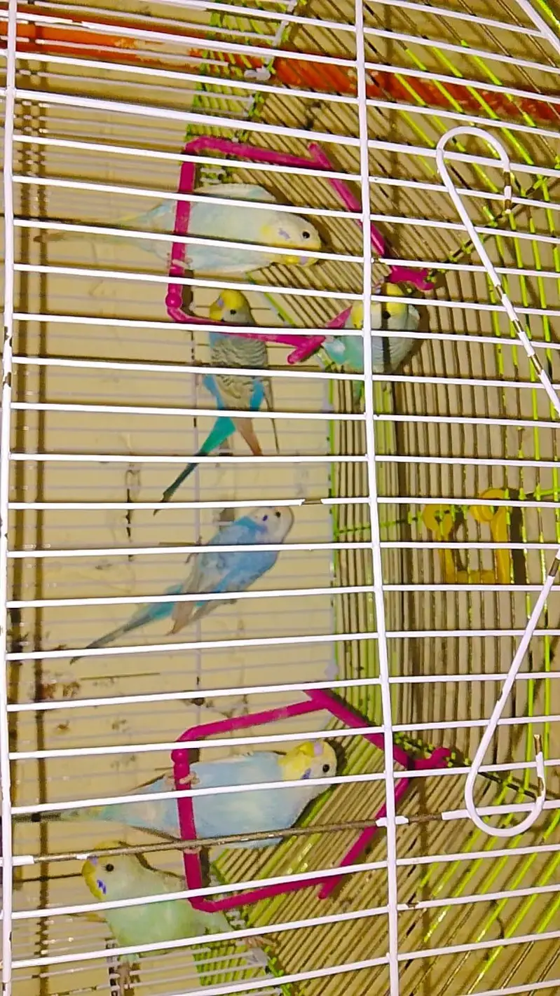 Australian parooot  one pair and 6baby . . . URGENT SALE — photo 2