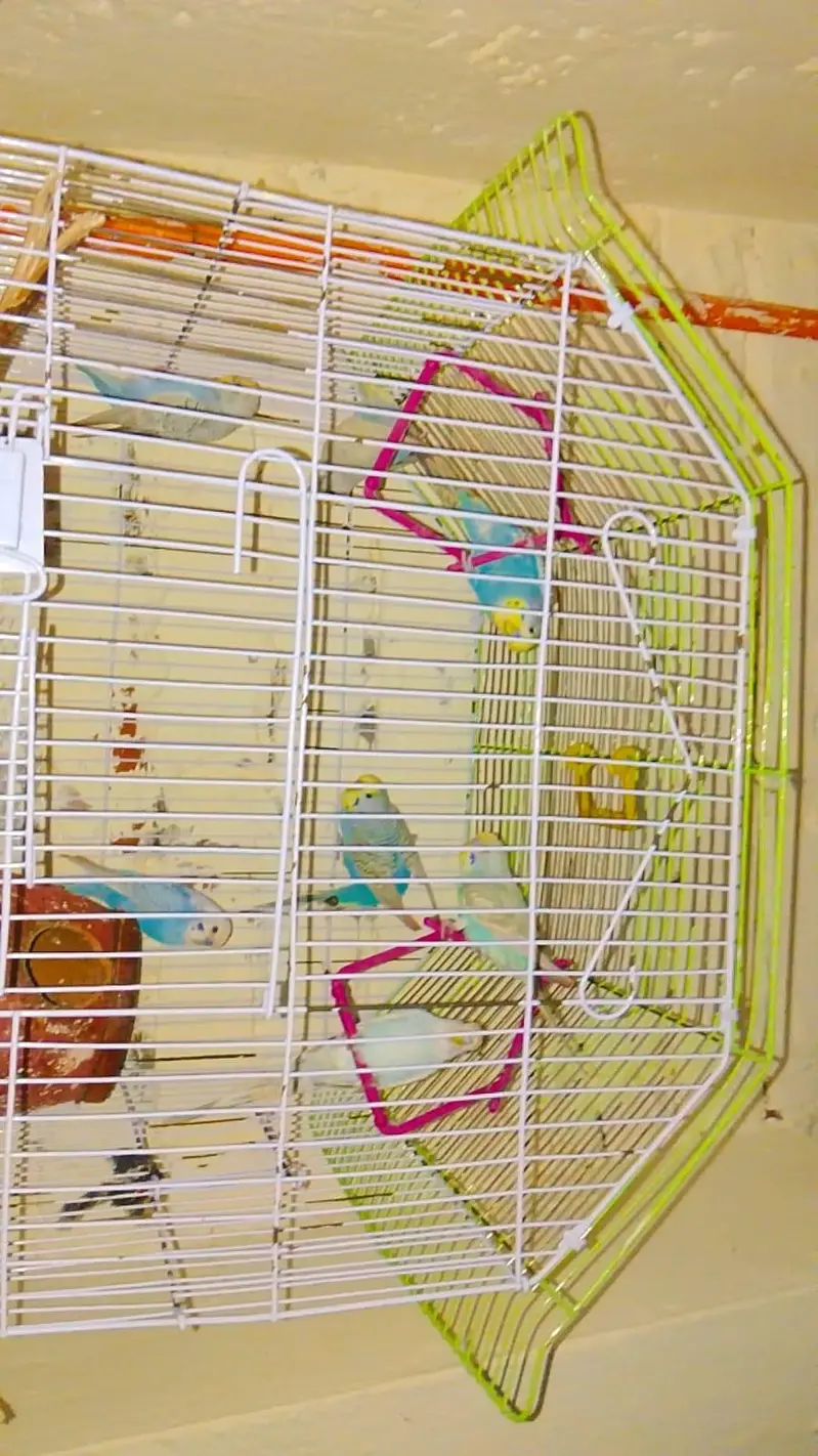 Australian parooot  one pair and 6baby . . . URGENT SALE — photo 3