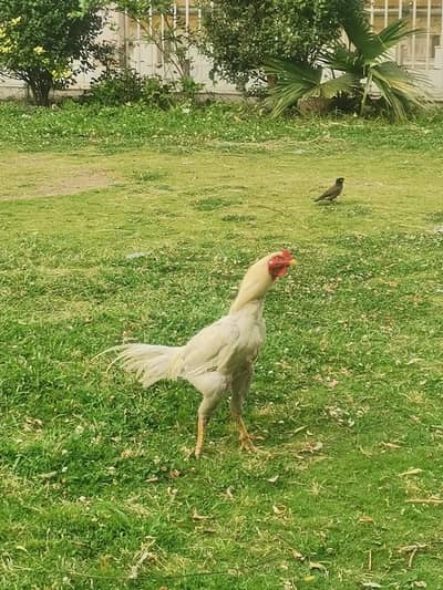 aseel hera 6k jurri sale single 3k