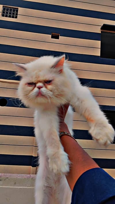 Peki Face Female blue eyes ready for 2nd breed