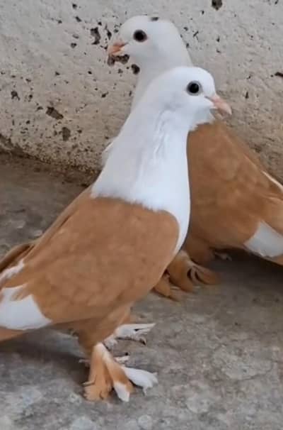 karabli kabootar