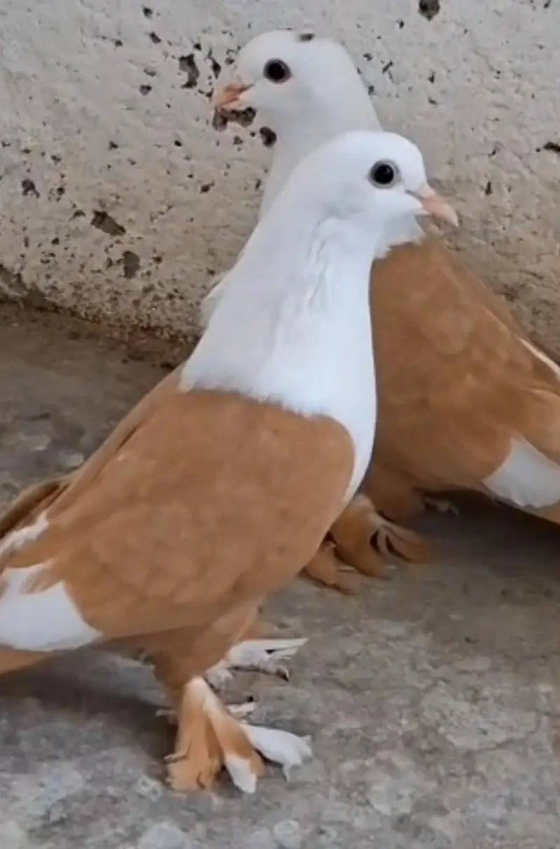 karabli kabootar
