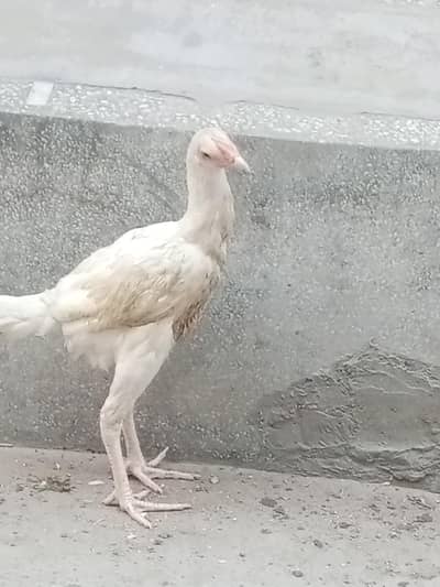 White Heera Aseel