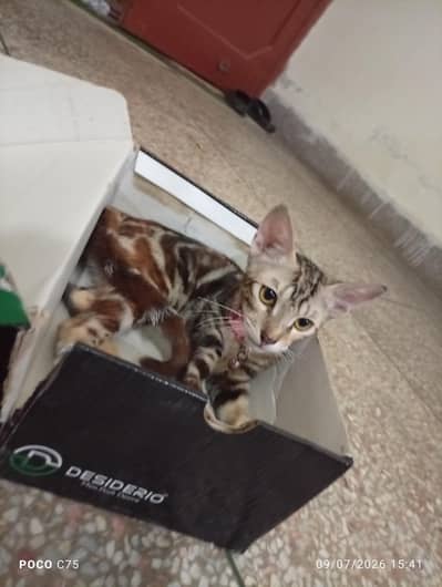 kittens