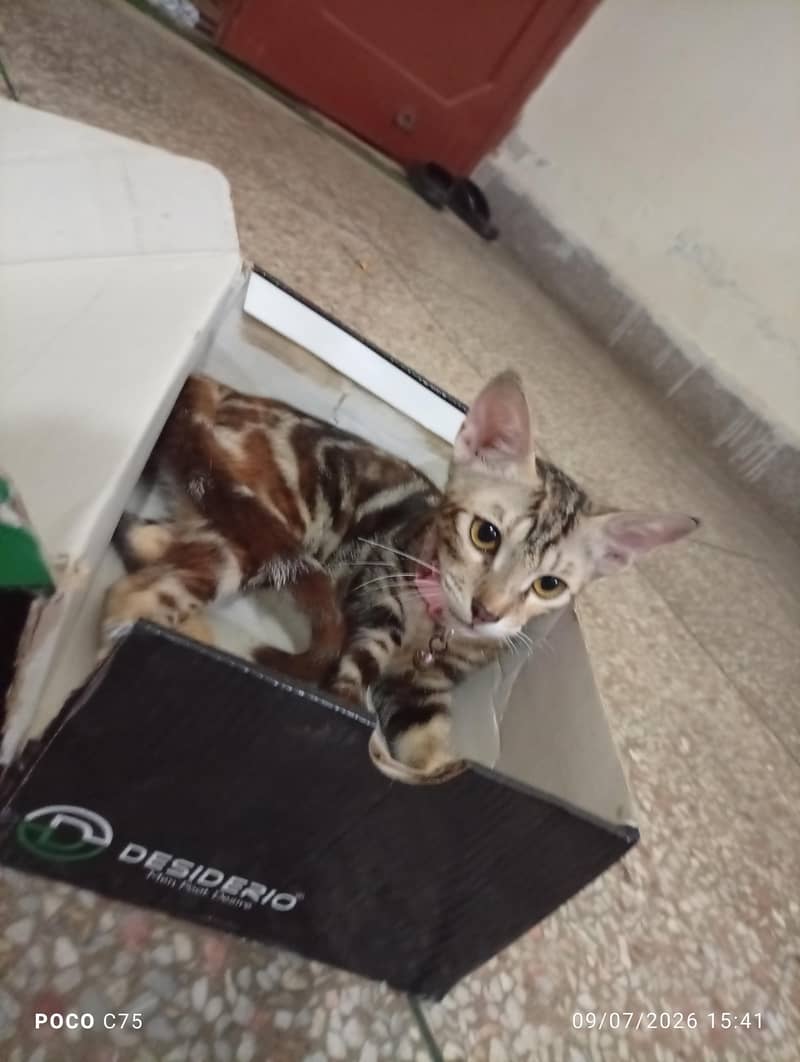 kittens 0