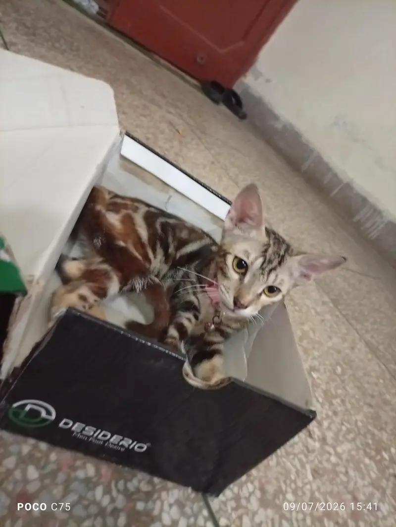 kittens