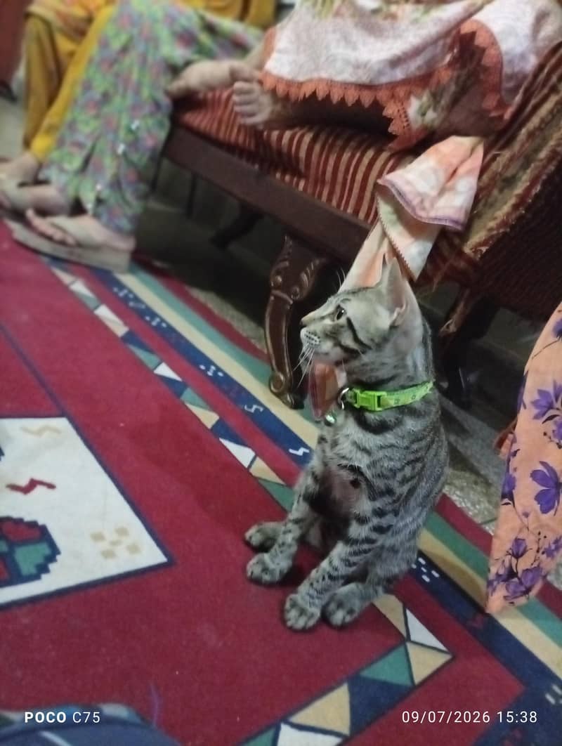 kittens 1