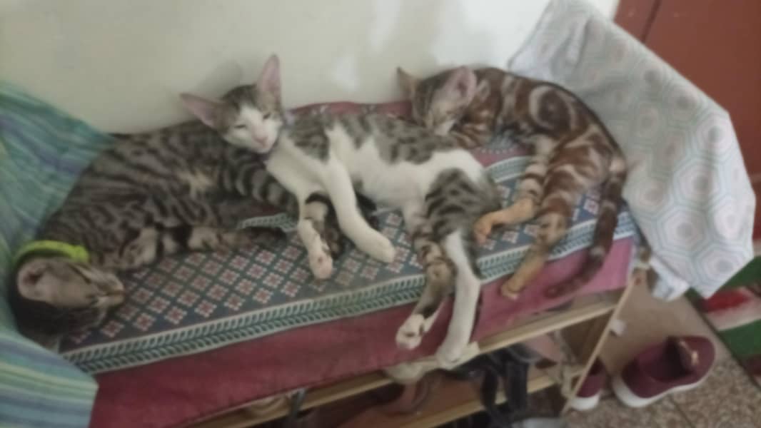 kittens 2